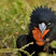 Great Frigatebird